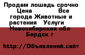 Продам лошадь срочно › Цена ­ 30 000 - Все города Животные и растения » Услуги   . Новосибирская обл.,Бердск г.